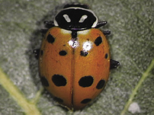 Fig. 56: Photograph of adult convergent lady beetle.