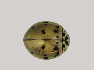 Fig. 58: Photograph of ash gray lady beetle adult.