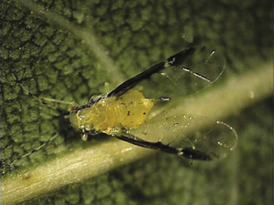 Fig. 6: Photograph of black margined pecan aphid nymph.