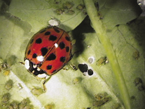 Fig. 60: Photograph of Asian lady beetle adult.