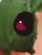 Fig. 61: Photograph of twice stabbed lady beetle adult.
