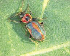 Fig. 62: Photograph of collops beetle adult.