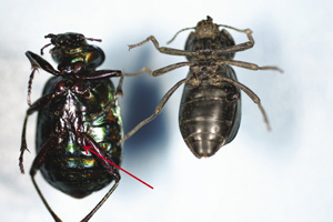 Fig. 63: Photograph of bean-shaped trochanter found on an adult ground beetle.