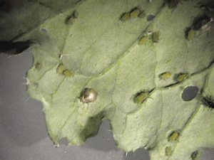 Fig. 64: Photograph of aphid mummy.