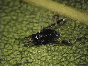 Fig. 7: Photograph of black pecan aphid nymph.