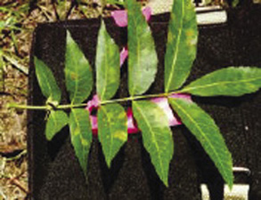 Fig. 8: Photograph of black pecan aphid damage to pecan leaves.