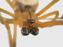 Spiders with eight eyes, arranged usually in two rows
