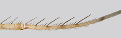 Spiders with two rows of spines of different lengths on tibia and metatarsus I and II 
