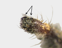 Spiders with two claws on tips of tarsi sometimes obscured by claw tufts