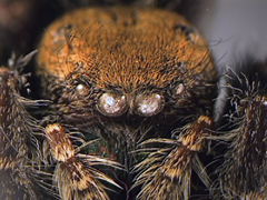 Anterior median eyes enlarged; spiders often “notice” things around  them 
