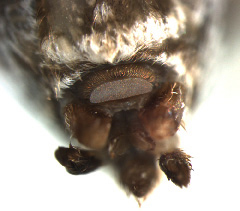 Spiders with a cribellum