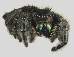 Large spiders (8mm+) as adults; hairy and with iridescent green, blue or pink chelicerae (mouthparts)