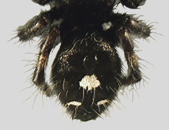 Several species, including P. audax (Hentz), a common black and white species, often with an orange, white or red blotch or triangular spot and two white dash marks on the dorsum of the abdomen and green chelicerae