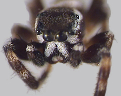 Smaller spiders (3-4mm) as adults; yellowish females with black spots on abdomen or unmarked; less hairy males than Phidippus sp.,with yellowish or white striped chelicerae