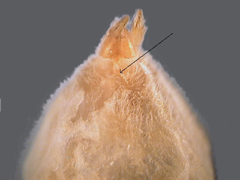 Tracheal spiracle near spinnerets