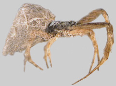 Uloborus sp. (ULOBORIDAE) or ORB-WEAVING CRIBELLATE SPIDERS)
