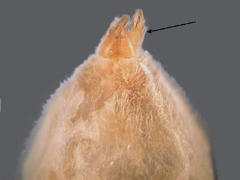 Anterior spinnerets conical and touching at base