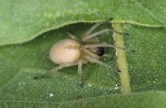 example of  Miturgidae, Cheiracanthium inclusum (Hentz) yellow without markings, chelicerae black 