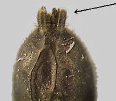 Anterior spinnerets cylindrical and not touching at base or sometimes with touching spinnerets 