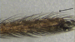 Tarsal trichobothria (fine sensory hairs) in a single row