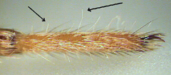 Tarsal trichobothria irregular, in two dorsal rows 