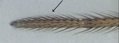 Tarsus IV with comb of serrated hairs