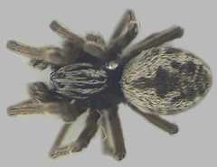 Dictyna spp. (DICTYNIDAE) or TINY SPACE-WEB WEAVERS)