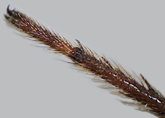 Tarsus IV without comb of serrated hairs