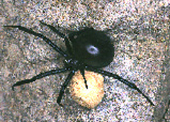 Black to white or spotted spiders with a distinct red to orange hourglass marking on the underside