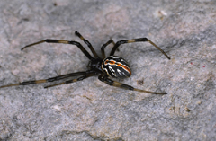 Black to white or spotted spiders with a distinct red to orange hourglass marking on the underside