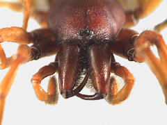 chelicerae (mouthparts) enlarged and with fangs arranged like ice tongs 