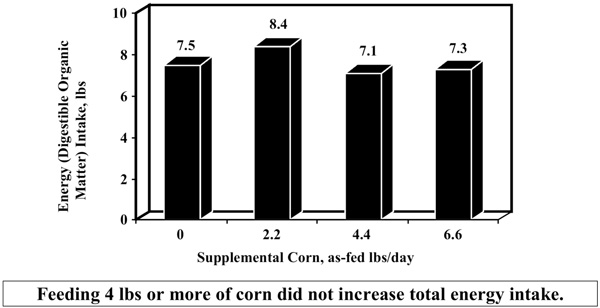 Fig. 2: Bar graph of grain supplementation influence on energy intake; feeding 4 pounds or more of corn did not increase total energy intake.