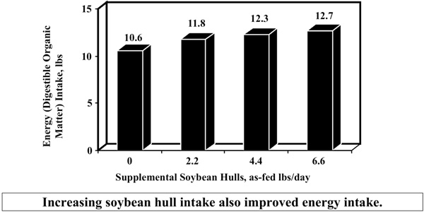 Fig. 4: Bar graph of soybean hull supplementation influence on energy intake; increasing soybean hull intake also improved energy intake.