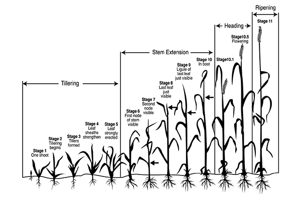 Fig. 3: Illustration of the Feekes scale of wheat development.