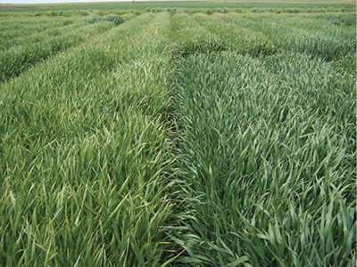 Fig. 1: Photograph showing research plots of different wheat varieties grown at the NMSU Agricultural Science Center in Clovis, NM.