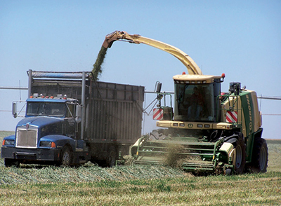 Fig. 10: Photograph showing chopping wilted triticale to prepare for ensiling near Clovis, NM.