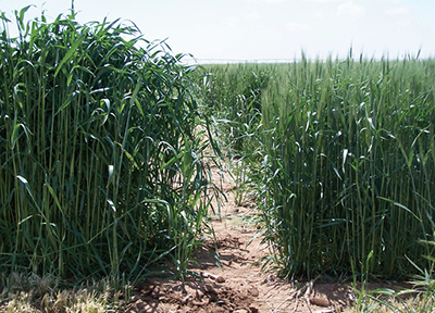 Fig. 4: Photograph showing triticale and wheat planted on the same day at Clovis, NM.