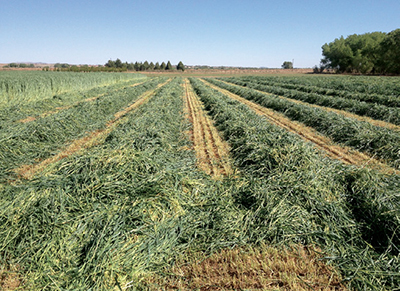 Fig. 6: Photograph showing windrowing triticale at boot stage for drying to proper moisture content for hay at Los Lunas, NM. 