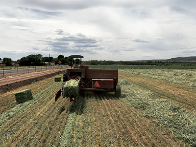 Fig. 7: Photograph showing bailing small batches of beardless wheat at Los Lunas, NM. 