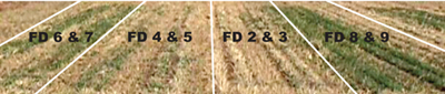 Fig. 1: Photograph showing differences between fall dormancy categories in fall and winter growth. 