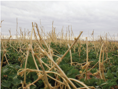 Fig. 2: Photograph of typical freeze damage of alfalfa plants showing dead stems with new growth at the base of the plant. 