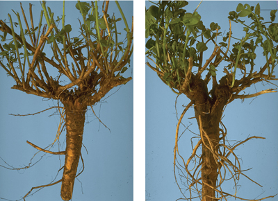 Fig. 3: Photograph showing comparison of healthy alfalfa crowns and crowns weakened by splitting. 