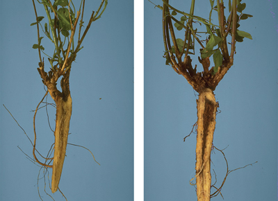 Fig. 4: Photograph showing comparison of healthy alfalfa roots and roots of weakened alfalfa plants. 