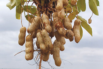 Photograph of a peanut plant with mature pods.