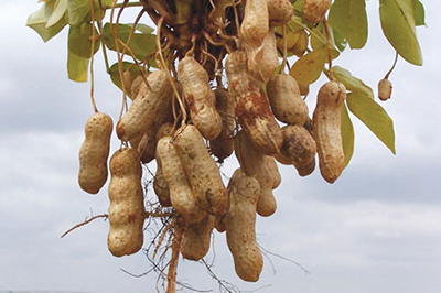 Soil temperature is key to planting peanuts