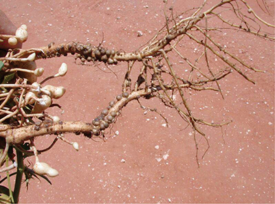 Fig. 01: Photograph of peanut roots showing good nodulation on the taproot and secondary roots.