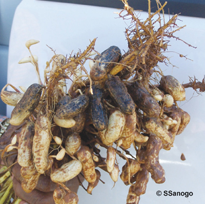 Fig. 02: Photograph of blackhull (Chalara elegans) of peanut showing blackened hulls.  