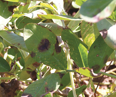 Fig. 03: Photograph of damage caused to peanut leaves showing spots on leaves and severe infestation in a field showing blackened plants of Phoma arachidicola web blotch.