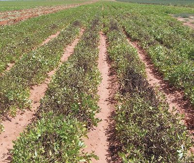 Fig. 03: Photograph of damage caused to peanut leaves showing spots on leaves and severe infestation in a field showing blackened plants of Phoma arachidicola web blotch.  