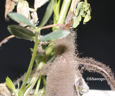 Fig. 04: Photograph of Botrytis blight (Botrytis cinerea) of peanut with brown hairy on the stem.  